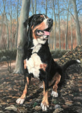 Sennenhund, Ölbild auf Leinwand, 80x60cm